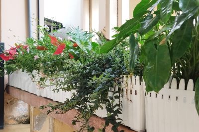 Sắc xanh trường học